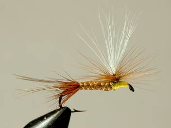 Madsen's Hatching Caddis - FOTW- December 13, 2010