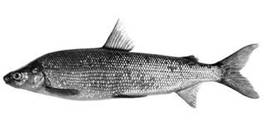 Fly of the week - December 20, 2010