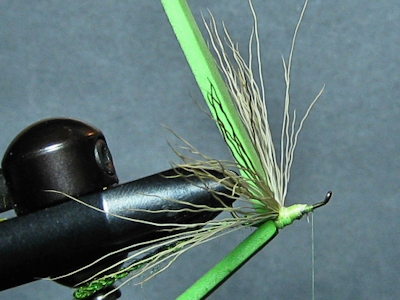 ADULT GREEN  DAMSEL - FOTW