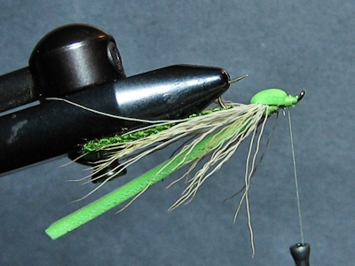 ADULT GREEN  DAMSEL - FOTW