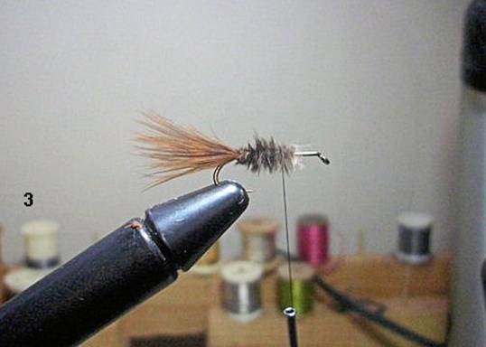FOTW - The Sparrow - January 24, 2011