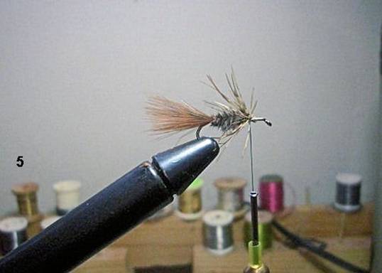 FOTW - The Sparrow - January 24, 2011
