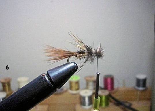 FOTW - The Sparrow - January 24, 2011