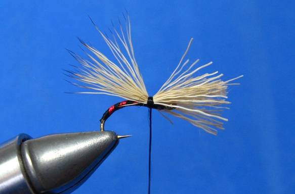 Tinsel Caddis - FOTW - Feb 14, 2011