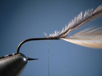 PMD FLYMPH - FOTW - Ron Eagle Elk