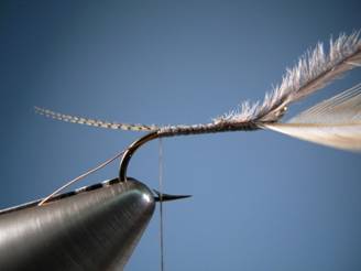 PMD FLYMPH - FOTW - Ron Eagle Elk