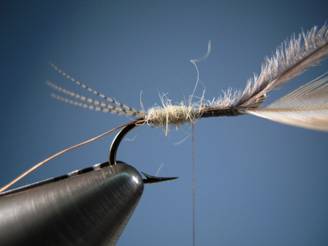 PMD FLYMPH - FOTW - Ron Eagle Elk