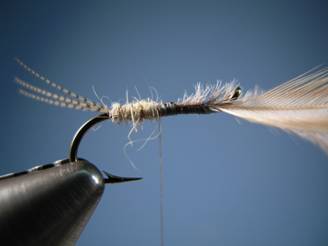 PMD FLYMPH - FOTW - Ron Eagle Elk