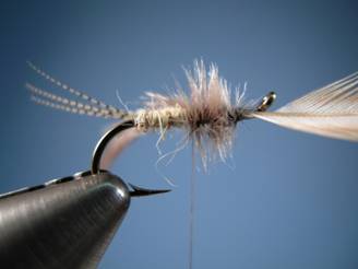 PMD FLYMPH - FOTW - Ron Eagle Elk