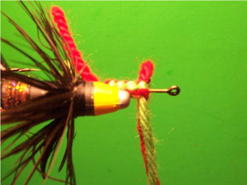 Wiley Coyote Fly -FOTW- Aug 1, 2011