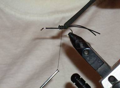 Fly of the week - Mormon Cricket - Aug 29, 2011