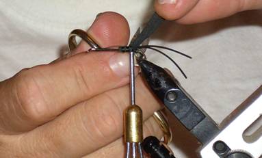 Fly of the week - Mormon Cricket - Aug 29, 2011