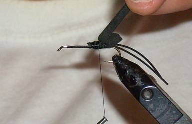 Fly of the week - Mormon Cricket - Aug 29, 2011