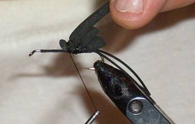 Fly of the week - Mormon Cricket - Aug 29, 2011