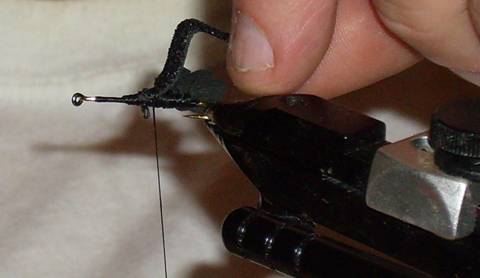 Fly of the week - Mormon Cricket - Aug 29, 2011