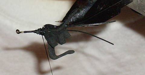Fly of the week - Mormon Cricket - Aug 29, 2011
