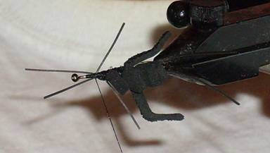 Fly of the week - Mormon Cricket - Aug 29, 2011