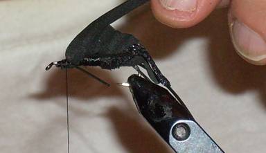 Fly of the week - Mormon Cricket - Aug 29, 2011