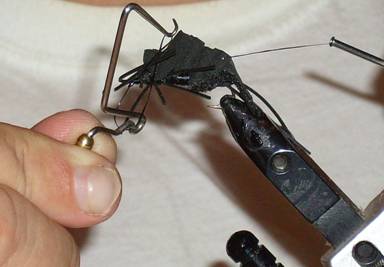Fly of the week - Mormon Cricket - Aug 29, 2011
