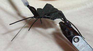 Fly of the week - Mormon Cricket - Aug 29, 2011