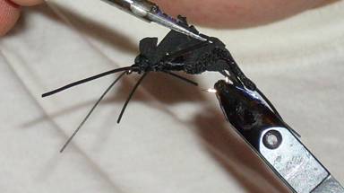 Fly of the week - Mormon Cricket - Aug 29, 2011
