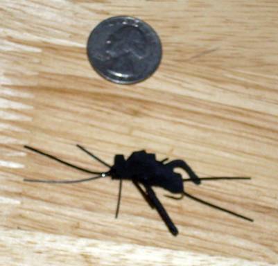 Fly of the week - Mormon Cricket - Aug 29, 2011