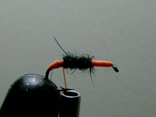 Toms BWO - Thomas Snyder - FOTW