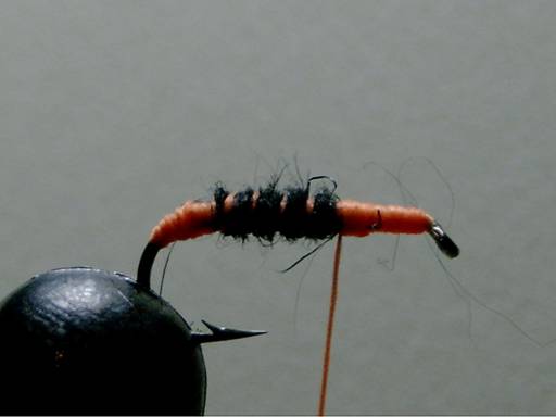 Toms BWO - Thomas Snyder - FOTW