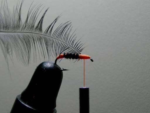 Toms BWO - Thomas Snyder - FOTW