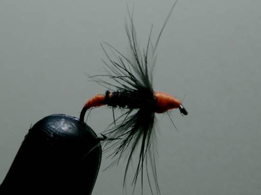 Toms BWO - Thomas Snyder - FOTW