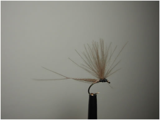 Miragefly