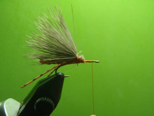 FOTW - Furled extended body October caddis