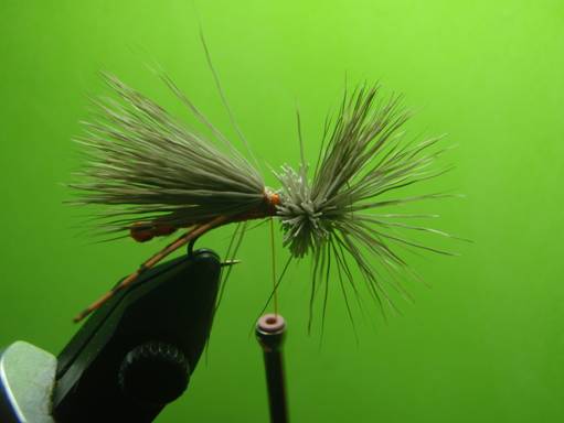FOTW - Furled extended body October caddis
