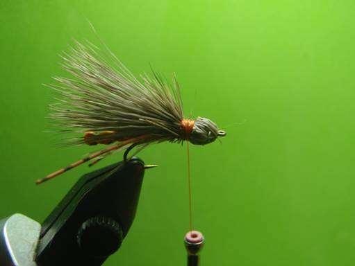 FOTW - Furled extended body October caddis