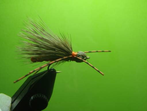 FOTW - Furled extended body October caddis