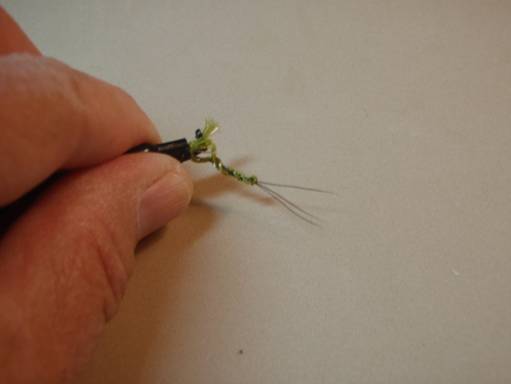 FOTW - Ducks green drake