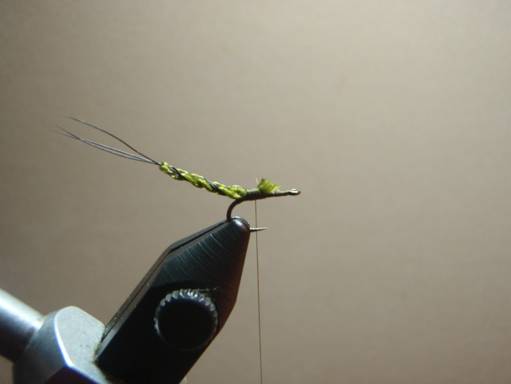 FOTW - Ducks green drake