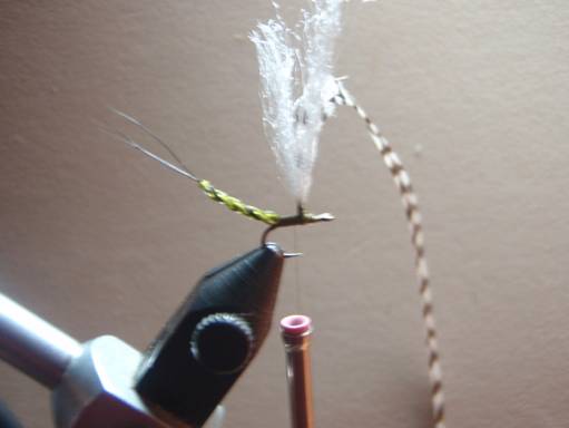 FOTW - Ducks green drake