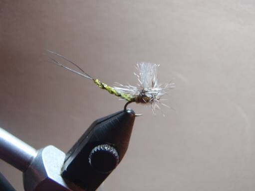 FOTW - Ducks green drake