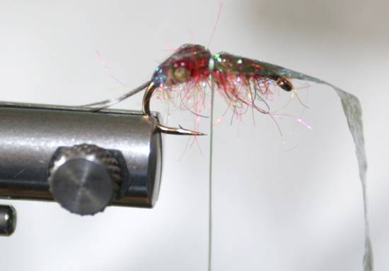FOTW- Kodiak sea louse