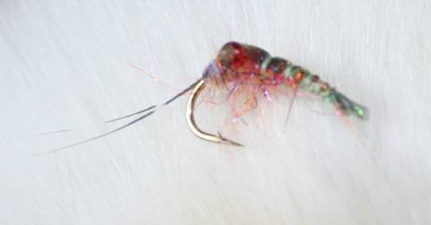 FOTW- Kodiak sea louse