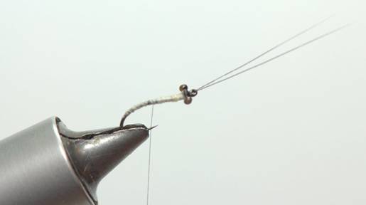 FOTW- Facial tissue wing caddis