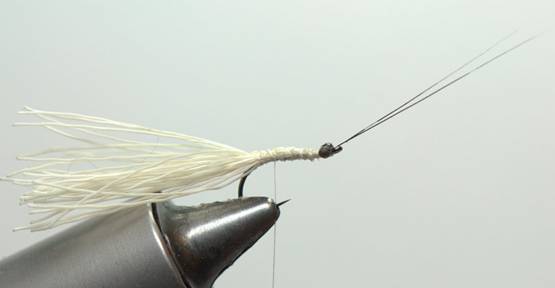 FOTW- Facial tissue wing caddis