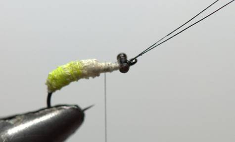 FOTW- Facial tissue wing caddis