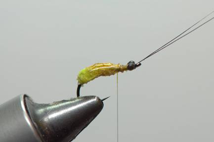 FOTW- Facial tissue wing caddis