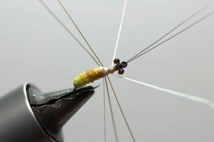 FOTW- Facial tissue wing caddis