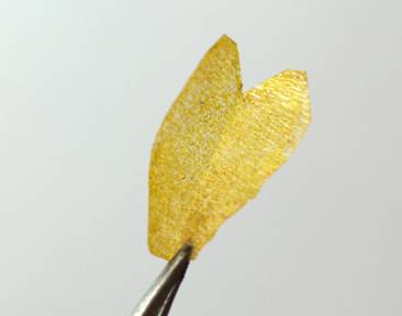 FOTW- Facial tissue wing caddis