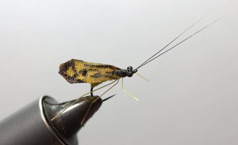 FOTW- Facial tissue wing caddis