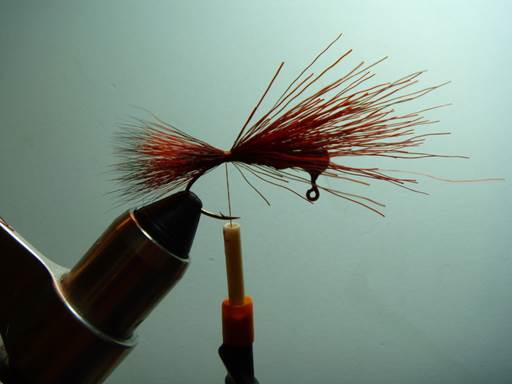 pine squirrel crawfish FOTW