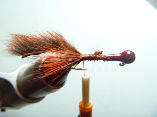 pine squirrel crawfish FOTW